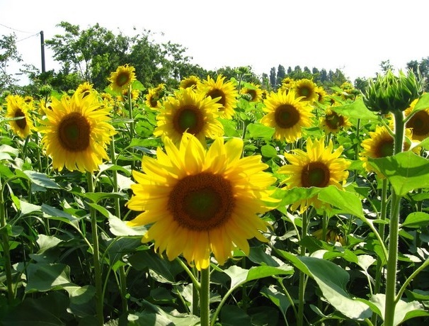 Belajar mewarnai bunga  matahari  untuk anak