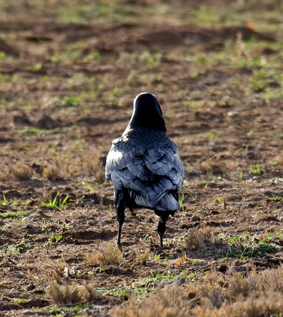 Common Raven