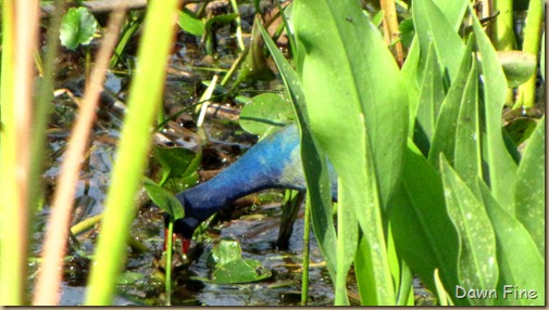 OrlandoWetlands_098