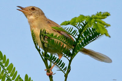 "Plain Prinia - Prinia inornata , close up calling froma bush."