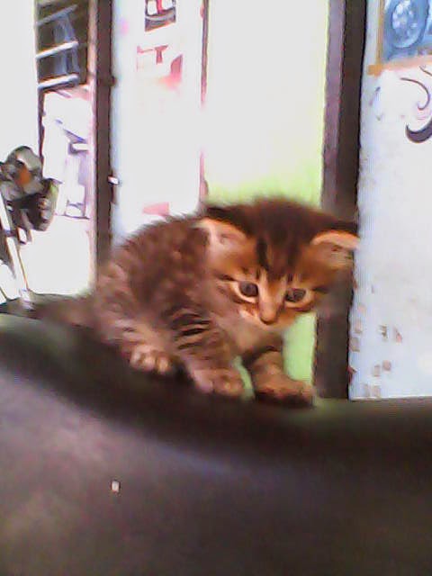 KUCING PERSIA