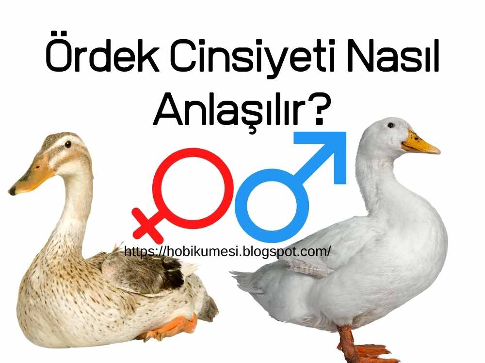 Ördek Cinsiyeti Nasıl Anlaşılır?