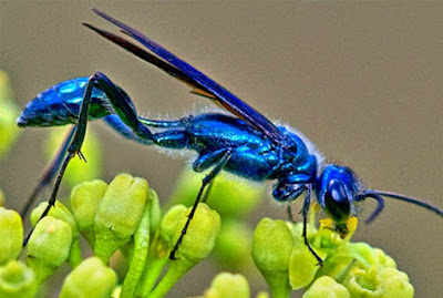 Tawon Lumpur Biru, Musuh Utama Laba-Laba Black Widow