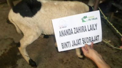 domba aqiqah, aqiqah anak yatim, aqiqah bandung, aqiqah al hilal