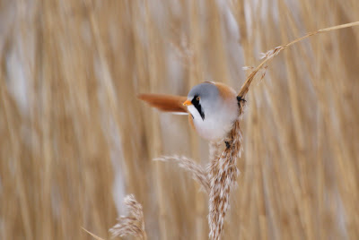 Burdmantsje - Baardman - Panurus biarmicus