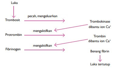 Skema pembentukan benang fibrin saat penutupan luka