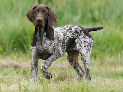 setter breeds