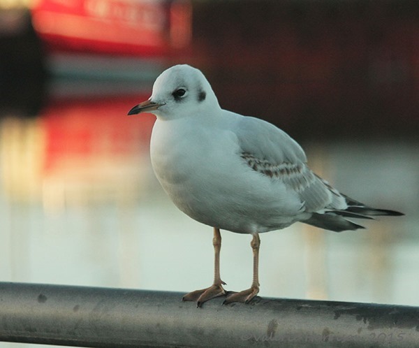 22-gull