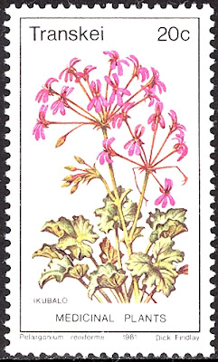 1981 Pelargonium Reuniforme, Medicinal Plant - Republic of Transkei