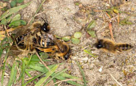 Yellow-legged Mining Bee, Andrena flavipes.  Three males and a female in a rather busy mating attempt.