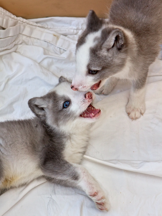 Cute Arctic Fox Babies Amazing Creatures