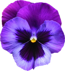 Large_Transparent_Purple_Violet_Flower_PNG_Clipart[19]