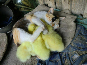 funny cat pictures, kitten and chicks sleeping together