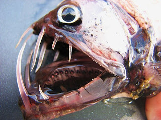 viperfish, een bijzondere zeebewoner