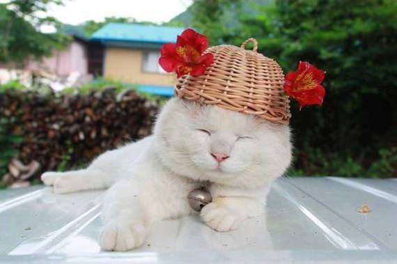 Kertas Kronyok Koleksi Gambar Kucing Comel Yang Suka Senyum Masa Tidur Shiro