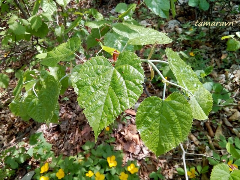 Липа маньчжурская (Tilia mandshurica)