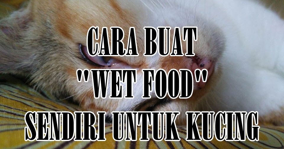 Cara Buat Wet Food Untuk Kucing | Eintan Nurfuzie | Lifestyle, Beauty