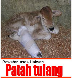 Bukan doktor veterinar: Asas Perubatan Veterinar