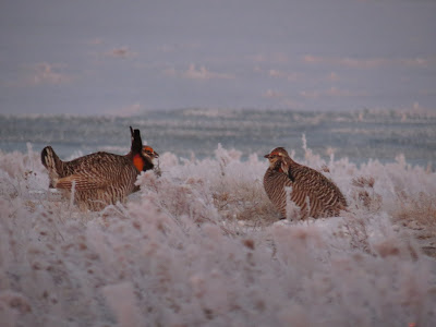 bird dogs and bird hunting abirdhuntersthoughts.com