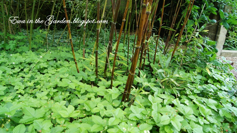 Bamboo Landscape Design