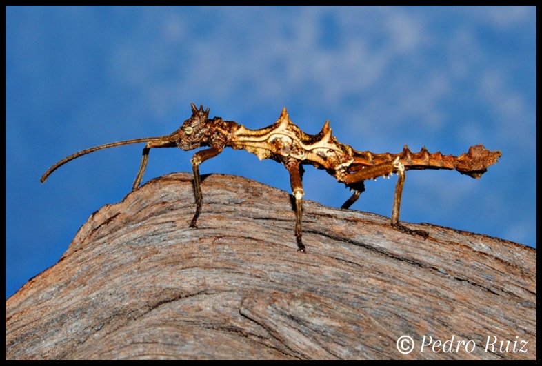 Ninfa macho L6 de Dares validespinus, 3 cm de longitud