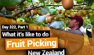 Fruit Picker Jobs In New Zealand For Foreigners