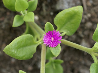 Ficoïde à feuilles en cœur - Aptenia cordifolia - Mesembryanthemum cordifolium - Apténie cordée