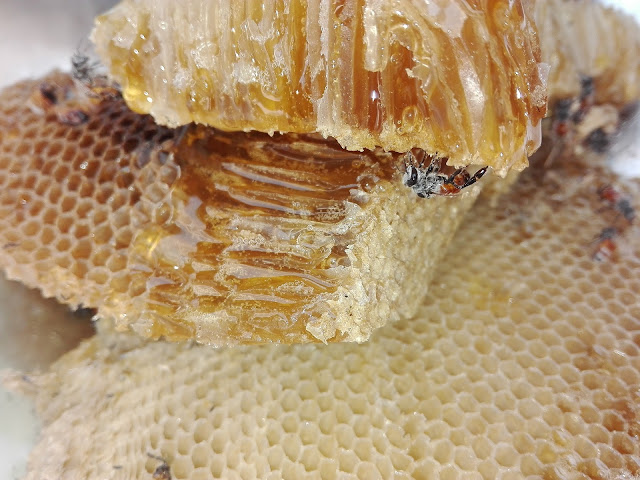 Natural honey combs where we harvest raw natural honey made by honey bees