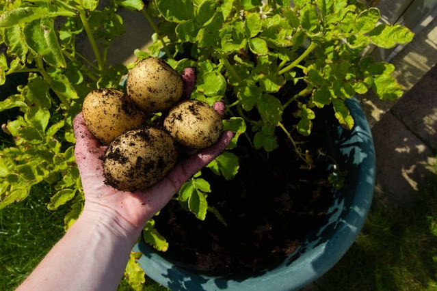how to grow potatoes in a container