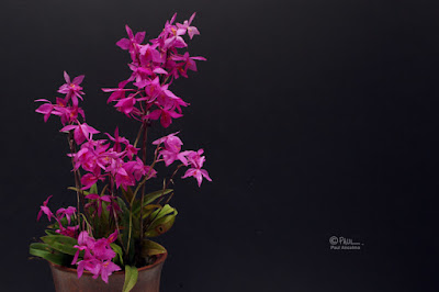 Barkeria skinneri orchid plant care and culture