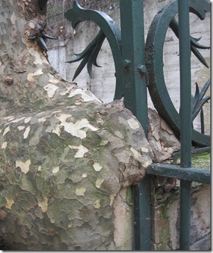 platane avaleur de grille
