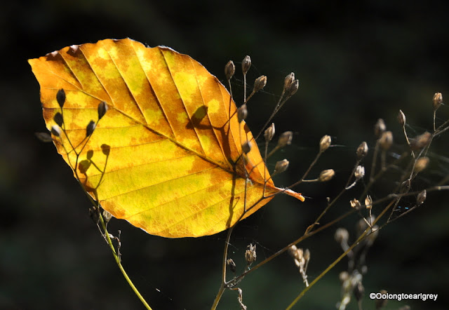 Autumn leaf, Forest, Germany