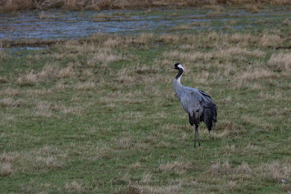 Wildlifefotografie Kranich grus grus Olaf Kerber