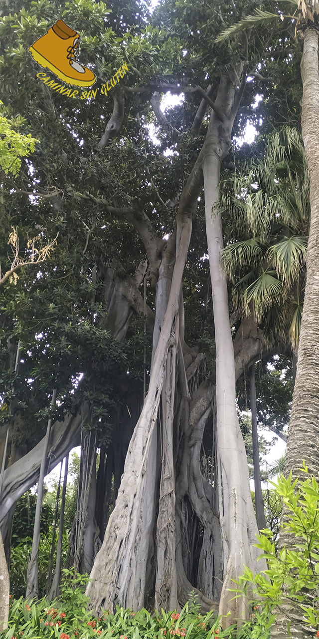 Higuera de Lord Howe, el gran ficus del Jardín Aclimatación de la Orotava