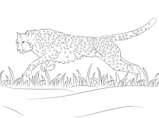 Desenhos guepardo para colorir e imprimir