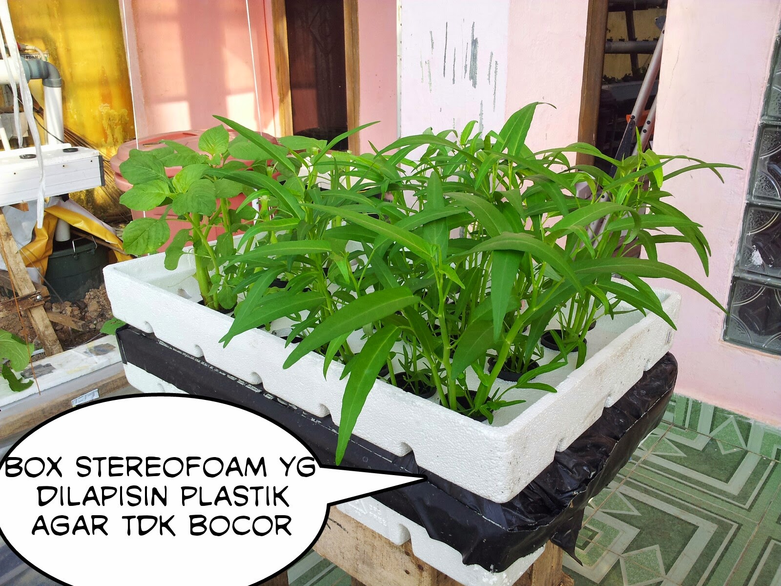 Keep Green Our Surrounding Hidroponik dengan Wick System