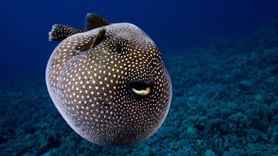 poisonous puffer fish