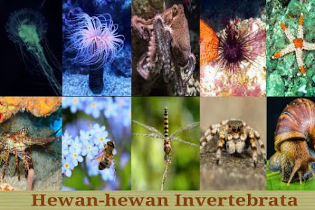 Kelompok Hewan Tak Bertulang Belakang (Invertebrata), Ciri-Ciri, dan Contohnya
