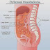 The Facts about Peritoneal Mesothelioma