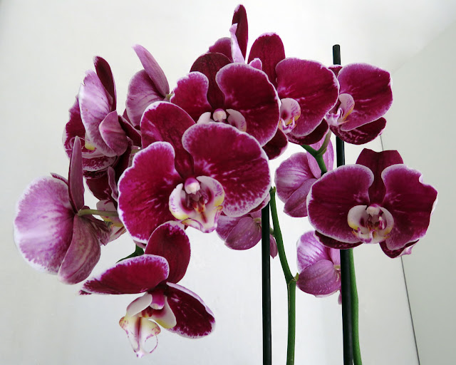 Phalaenopsis, moth orchids, Livorno