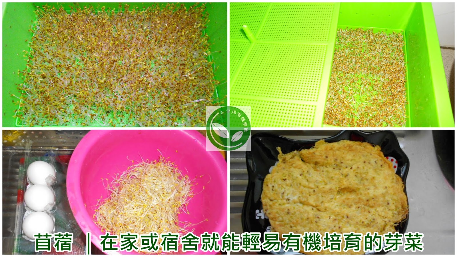 紫花苜蓿草 澳洲新鮮紫花苜蓿種子 新到貨 發芽率95 以上 平價超取宅配均可 有機培育種植苜蓿芽苜蓿草首選 搶鮮要快