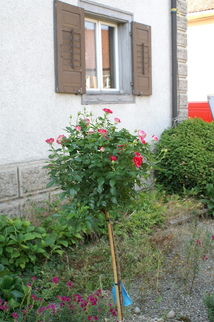 Rosenbäumchen blüht