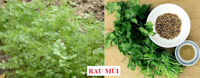 CÂY RAU LÀM THUỐC - RAU MÙI - Coriandrum sativum