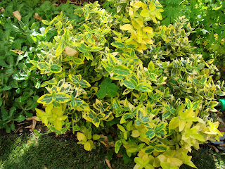 Bonetero rastrero (Euonymus fortunei 'Emerald' n 'Gold').