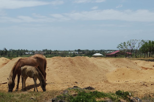 Kuda dalam Tradisi Masyarakat Jeneponto