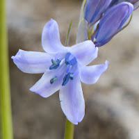 http://wild-flowers-of-europe.blogspot.nl/2014/10/hyacinthoides-hispanica.html