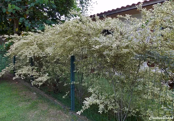 Ligustro Arbustivo – Ligustrum sinense