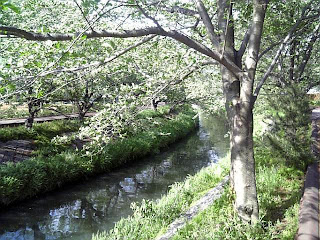 cherry trees by the river