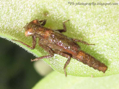 Damselfly Nymphs Picture