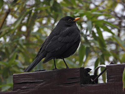 Chinese Blackbird at Wangling Park